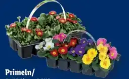Lidl Primeln Angebot