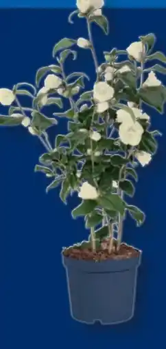 Lidl Kamelien Angebot