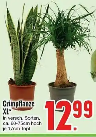 Edeka Grünpflanze XL Angebot