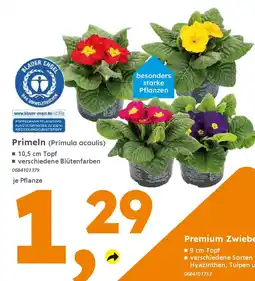 Globus Baumarkt Primeln (Primula acaulis) Angebot