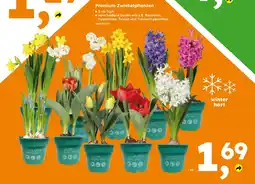 Globus Baumarkt Premium Zwiebelpflanzen Angebot