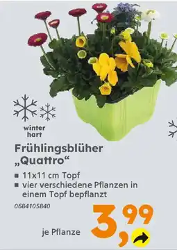 Globus Baumarkt Frühlingsblüher "Quattro" Angebot