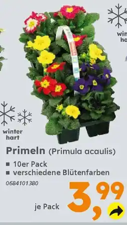 Globus Baumarkt Primeln (Primula acaulis) Angebot