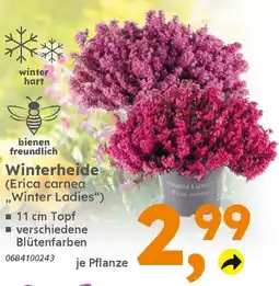 Globus Baumarkt Winterheide (Erica carnea ,,Winter Ladies") Angebot