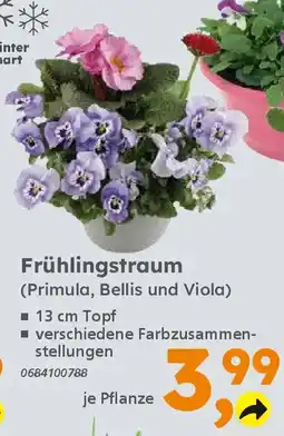 Globus Baumarkt Frühlingstraum (Primula, Bellis und Viola) Angebot