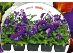 BayWa Hornveilchen Angebot