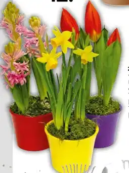 BayWa Plantiflor Hyanzithe Angebot