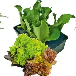 BayWa Gemüsejungpflanzen Angebot