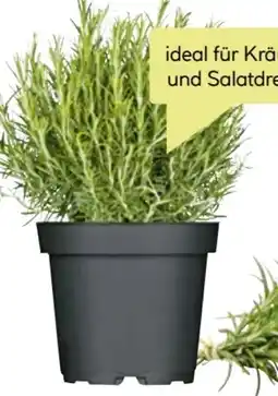 BayWa Rosmarin in Topf Angebot