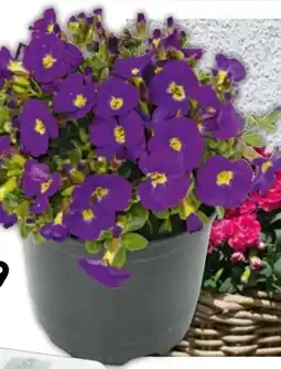 BayWa Frühlingsstauden Angebot