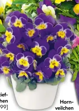 BayWa Plantiflor Hornveilchen Angebot