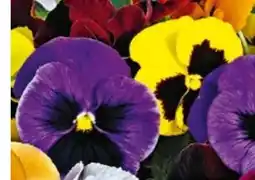 BayWa Stiefmütterchen Angebot