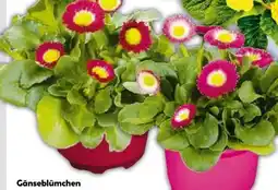 BayWa Gänseblümchen Angebot