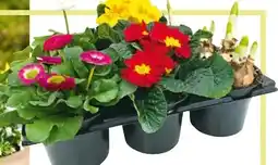 BayWa Frühlingsboten Angebot