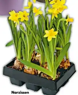BayWa Plantiflor Narzissen Tête à Angebot