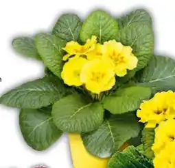 BayWa Primeln Angebot