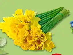 PENNY Narzissenbund Angebot