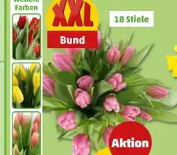 PENNY XXL Tulpen Angebot