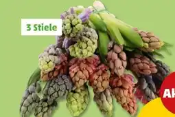 PENNY Hyazinthen Bund Angebot