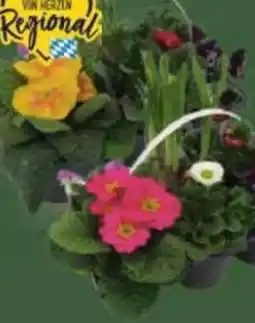 E-Center Frühlingsblüher Angebot