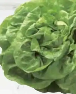 E-Center Kopfsalat Angebot