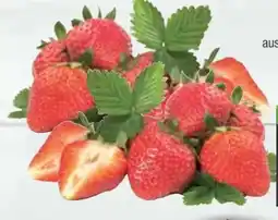 E-Center Erdbeeren Angebot