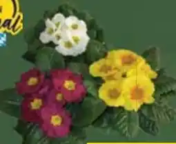 E-Center Primeln Angebot