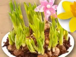 REWE Frühlingsarrangements Angebot