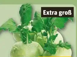 REWE Center Kohlrabi Angebot