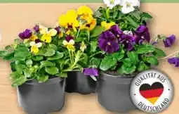 REWE Center Stiefmütterchen Angebot