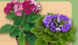 REWE Center Becherprimeln Angebot