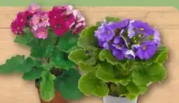 REWE Becherprimeln Angebot