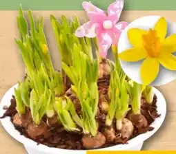 REWE Center Frühlingsarrangements Angebot