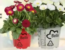 Globus Baumarkt Gänseblümchen Angebot