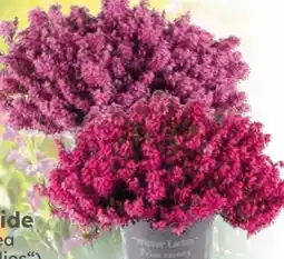 Globus Baumarkt Winterheide Angebot