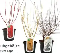 Globus Baumarkt Bunte Laubgehölze Angebot