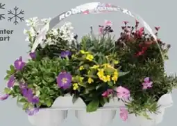 Globus Baumarkt Polsterstauden Angebot