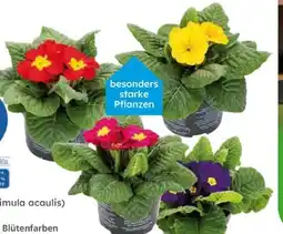 Globus Baumarkt Primeln Angebot