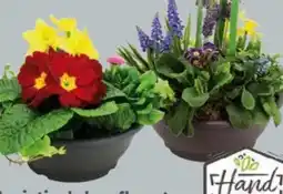 Globus Baumarkt Frühlingsschale Angebot