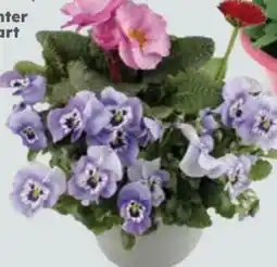 Globus Baumarkt Frühlingstraum Angebot