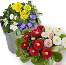 Edeka Hornveilchen Trios Angebot