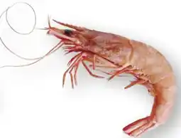 Scheck-in-Center Argentinische Rotgarnelen Angebot