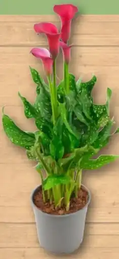 REWE Rewe Beste Wahl Calla Angebot