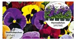 Hellweg Stiefmütterchen Angebot