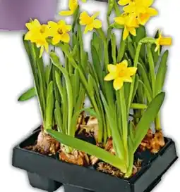 Hellweg Plantiflor Blumenzwiebeln Narzisse Tete a Angebot