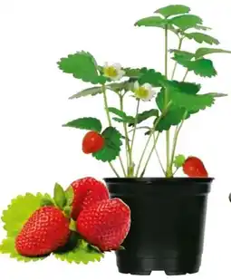 Hellweg Plantiflor Erdbeerpflanzen Angebot