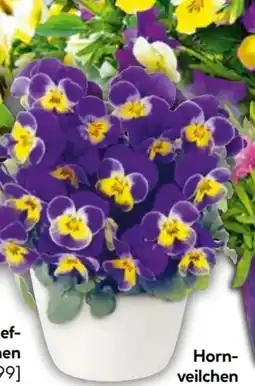 Hellweg Plantiflor Hornveilchen Angebot