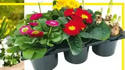 Hellweg Frühlingsboten Angebot