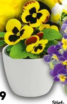 Hellweg Plantiflor Stiefmütterchen Angebot