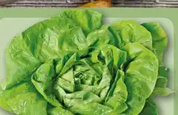 REWE Kopfsalat Angebot